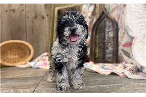 Raelynn - puppy for sale