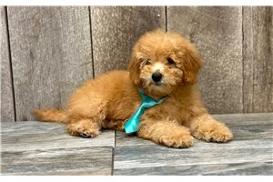 Rowan - Goldendoodle, Mini for sale