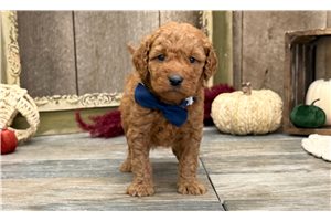Julius - puppy for sale
