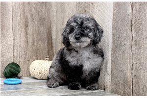 Heston - Mini Goldendoodle for sale