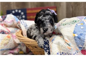 Raelynn - Goldendoodle, Mini for sale