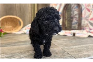 Ruby - Goldendoodle, Mini for sale