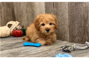 Ivan - Mini Goldendoodle for sale
