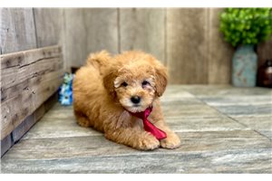 Rowan - Goldendoodle, Mini for sale