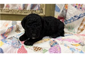 Huxley - puppy for sale