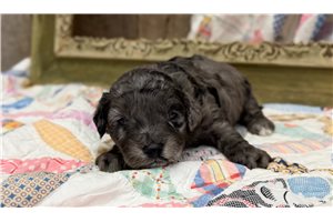 Hunter - puppy for sale
