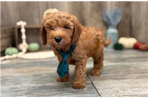 Justice - Mini Goldendoodle for sale