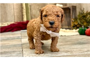 Justice - Mini Goldendoodle for sale