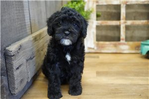 Charles - puppy for sale