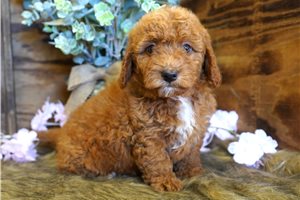 Whitney - Goldendoodle, Mini for sale