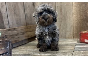 Griffin - Mini Goldendoodle for sale