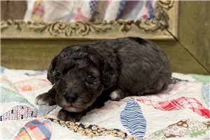 Janet - Goldendoodle, Mini for sale