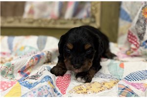 Hayden - Goldendoodle, Mini for sale