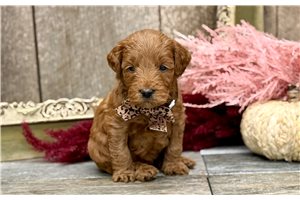 Jillian - puppy for sale