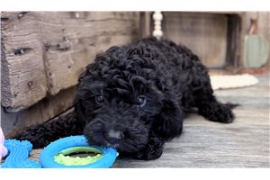 Hank - Mini Goldendoodle for sale