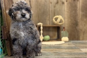Hunter - Mini Goldendoodle for sale