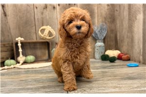 Jayce - Mini Goldendoodle for sale