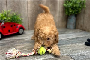 Rowan - Goldendoodle, Mini for sale