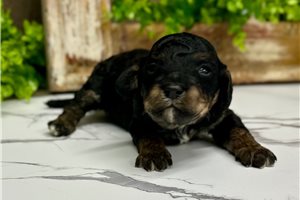 Garrett - puppy for sale