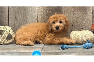 Ivan - Mini Goldendoodle for sale
