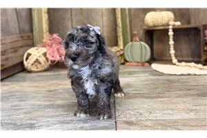 Janet - puppy for sale