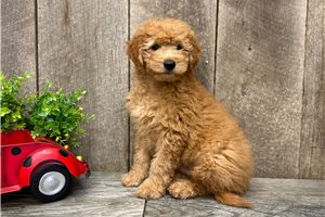 Rhett - Goldendoodle, Mini for sale