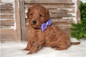 Reba - Goldendoodle, Mini for sale
