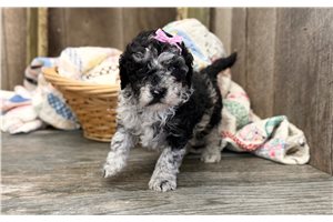 Raelynn - Goldendoodle, Mini for sale