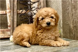 Rhett - Goldendoodle, Mini for sale