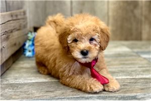 Rowan - Goldendoodle, Mini for sale