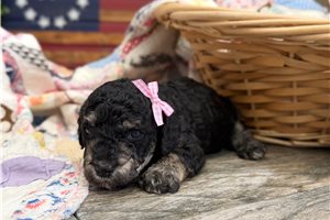 Rachel - Goldendoodle, Mini for sale