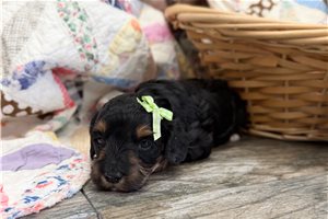 Rose - Mini Goldendoodle for sale