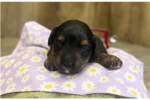 Rose - puppy for sale