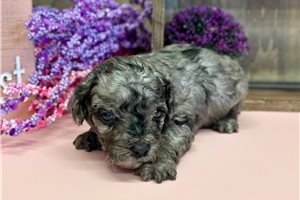 Gemma - puppy for sale