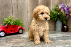 Rose - Goldendoodle, Mini for sale