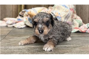Ryan - Goldendoodle, Mini for sale