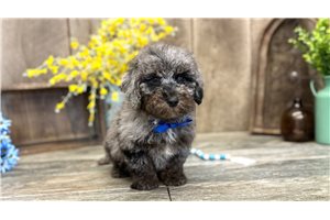 Griffin - Mini Goldendoodle for sale