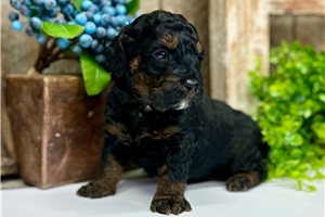 Gilbert - puppy for sale
