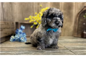 Gunnar - Goldendoodle, Mini for sale