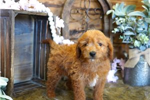 Shayla - Goldendoodle, Mini for sale