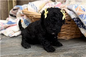 Ruby - Goldendoodle, Mini for sale