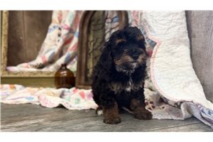 Rachel - Goldendoodle, Mini for sale