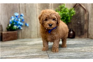 Reese - puppy for sale