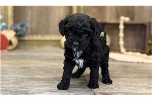 Hank - Goldendoodle, Mini for sale