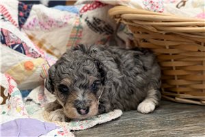 Ryan - Goldendoodle, Mini for sale