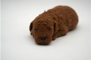 Denali - puppy for sale