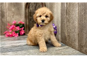 Rose - Goldendoodle, Mini for sale