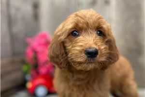 Riley - Goldendoodle, Mini for sale