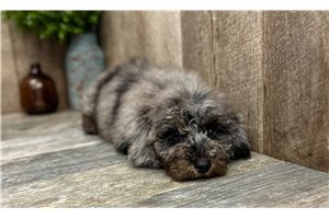 Griffin - Goldendoodle, Mini for sale