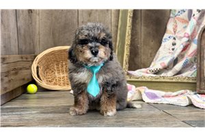 Ryan - puppy for sale